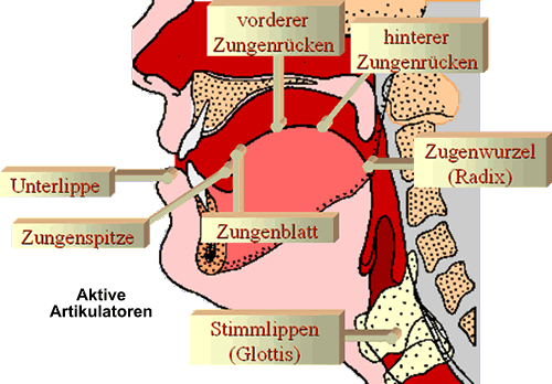 Aktive Artikulatoren