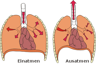 Ein- und Ausatmen