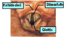 Kehlkopf in vivo