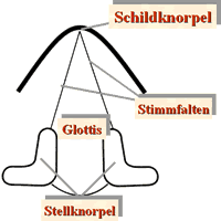 Stellung der Glottis