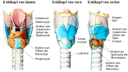 Der Kehlkopf