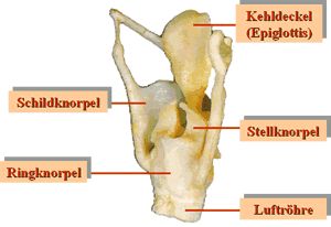 Die Knorpel des Kehlkopfes