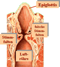 Längsschnitt durch den Kehlkopf