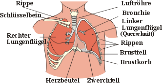 Das Atmungssystem