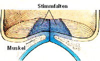 Phonation Phase 1