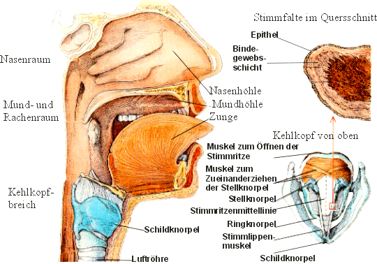 Anatomie des Stimmapparates