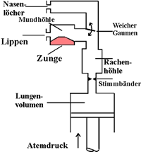 Funktionsmodell des Vokaltraktes