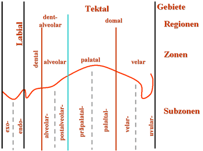 Obere Artikulationsstellen