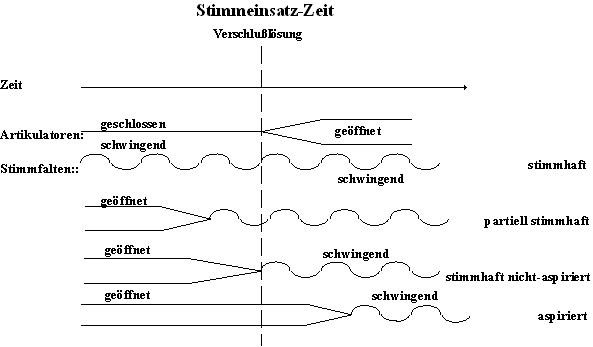 Stimmeinsatz-Zeit